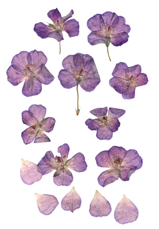 Pressed  purple geranium set perspective. Dry delicate  isolated flowers and petalsの写真素材