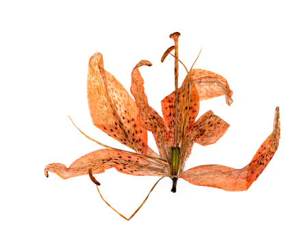 extruded dried orange lily flower petalsの写真素材