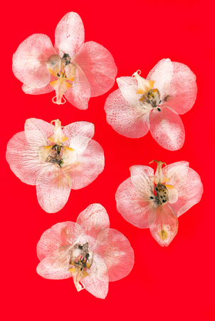 Pressed and dried coral, pink flower orchid  isolated elements on white  background for scrapbook objectの写真素材