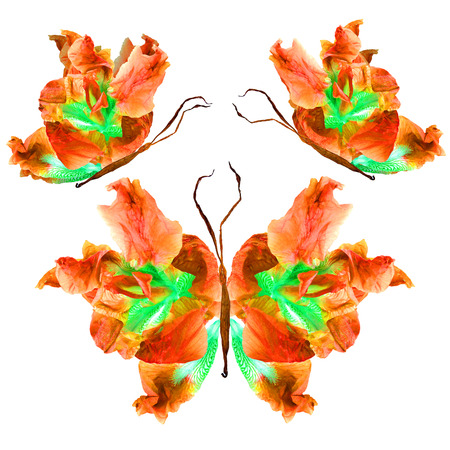 floral butterfly made from bizarre curved extruded dried lily petals dry iris flowerの写真素材