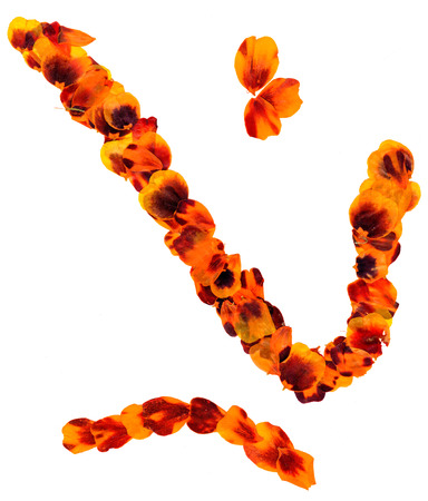 Transparent dried pressed orange mottled with brown and black spots marigold petals  curves squigglesの写真素材