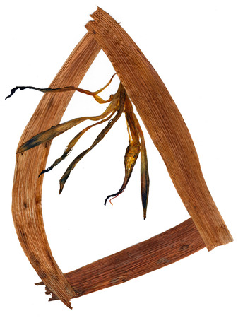 dry curved lily flowers under long pressed stiff brown iris leaves in the form of an elongated triangleの写真素材