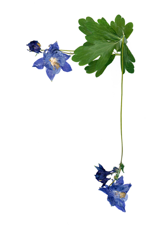 pressed multicolor Aquilegia with bizarre curved extruded dried lily petalsの写真素材