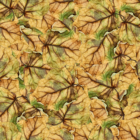 multicolor seamless background pattern texture made of huge crumpled brown with golden and green-veined leaves of poplarの写真素材
