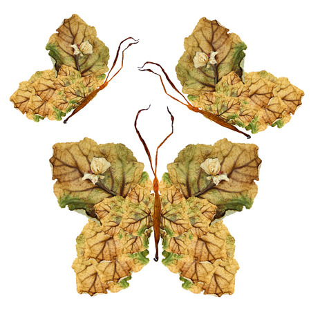 floral butterfly made of  bizarre curved lily petals pressed dry leaves and  flowersの写真素材