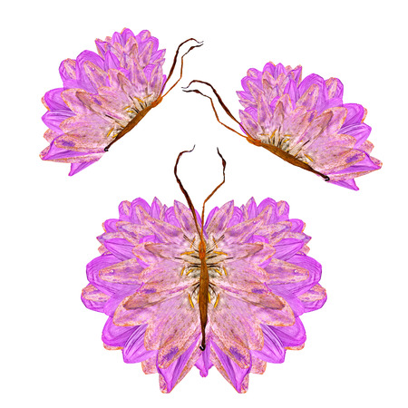 floral butterfly made of  bizarre curved lily petals pressed dry leaves and  flowersの写真素材