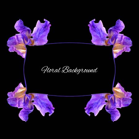 background texture made of dark blue, purple  perspective delicate flowers of iris with pressed yellow and white petals and place for textの写真素材