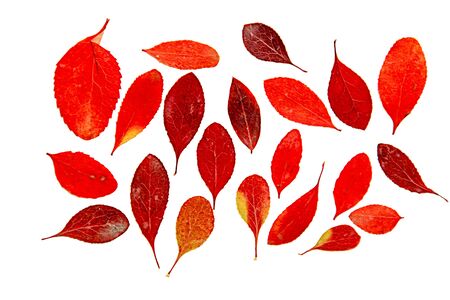 oil paint dry leaf of red barberry branch tree  draw object isolated