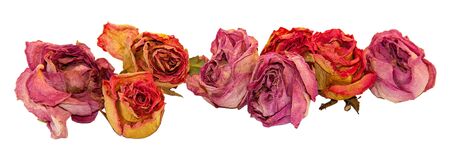 multicolor dry delicate flowers, leaves and petals of pink rose on white backgroundの写真素材