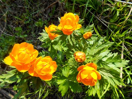 Large flowers lights on a background of a bright green gardenの写真素材