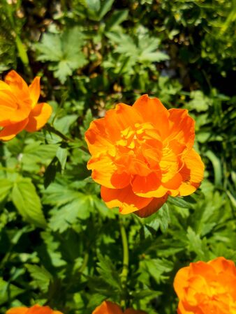 Large flowers lights on a background of a bright green gardenの写真素材