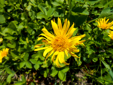 Bright flowers dandelions on background of green meadows.の写真素材