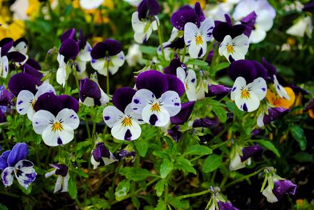 Bright colorful pansy flowers on a summer backgroundの写真素材