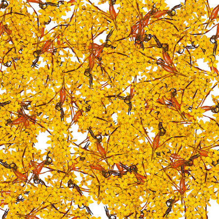 Autumn seamless background with bright multicolored leavesの写真素材