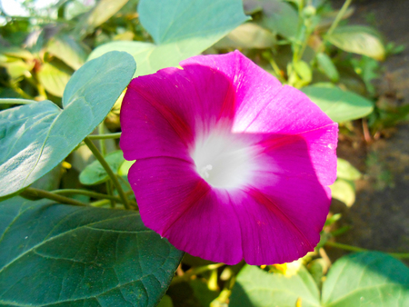 Beautiful striped pink large flower nasturtium in gardenの写真素材