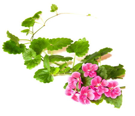 Composition of fresh green leaves of the ground cover and bright pink flowers of geranium isolated on whiteの写真素材