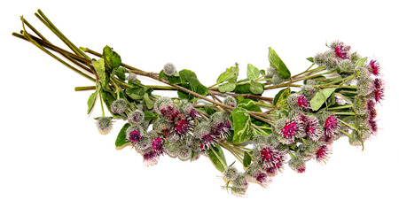 Blooming pink flowers thorny thistle bouquet on white backgroundの写真素材