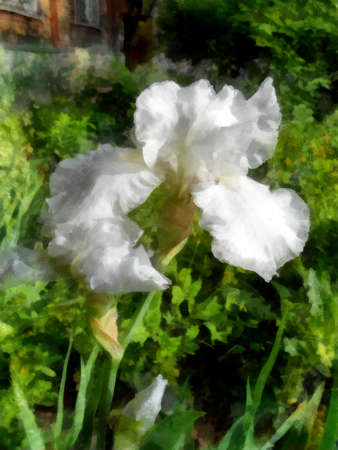 fresh bloom iris white delicate flowers and petals in grass outdoor