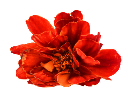 Marigold flower isolated lies on white digital paintingの写真素材