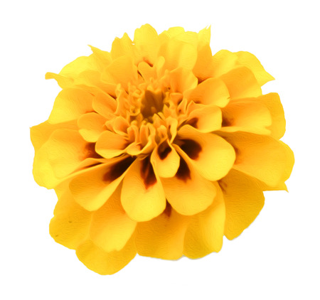 Marigold flower isolated lies on white digital paintingの写真素材