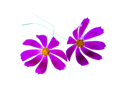 Illustration of small bouquet of multicolored kosmeya fresh delicate pink flower. photo manipulation.の写真素材