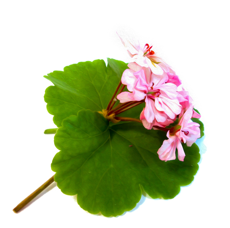 geranium flowers in the shape of roses fresh on the green leaf, photo manipulation, digital painting
