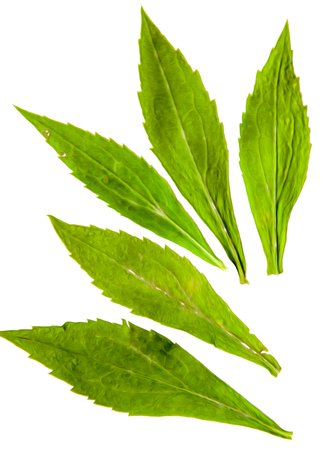 Oil draw illustration of set dry pressed scattered  chrysanthemum green  leaves, isolated with...