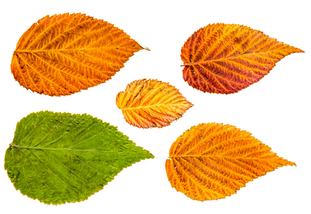 Oil draw illustration of set dry pressed scattered raspberries leaves, isolated with shadow. Photo...