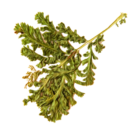 Oil draw illustration of set dry pressed scattered green fern leaves, isolated with shadow. Photo manipulationの写真素材