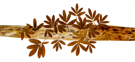 Oil draw illustration of set dry pressed scattered fresh collected leaves of Kuril tea in the form of a bird's foot on piece of bark, isolated with shadow. Photo manipulationの写真素材