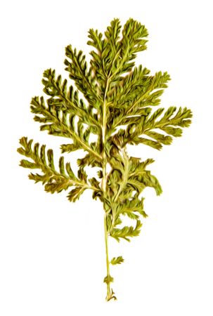 Oil draw illustration of set dry pressed scattered green fern leaves, isolated with shadow. Photo manipulationの写真素材