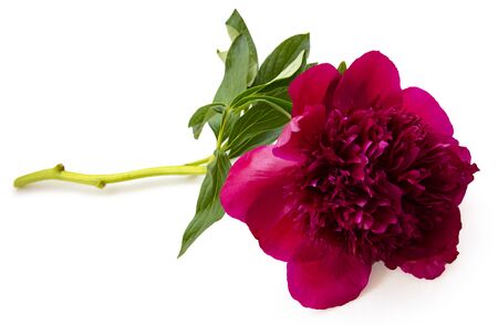 terry purple flower peony isolatedの写真素材