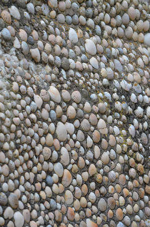 A wall full of seashellsの写真素材