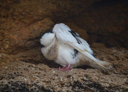 Doveの写真素材