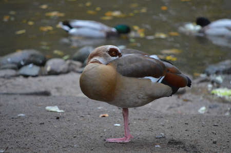 Birdの素材
