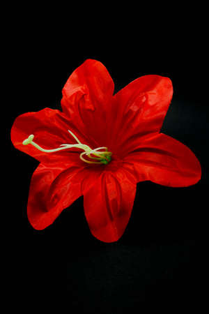 red artifical flower on isolated black backgroundの写真素材