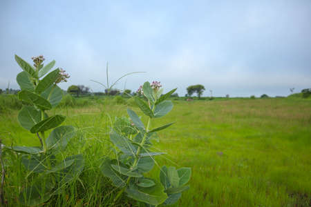 Green leaf texture background Top view of bright leaf gardenの写真素材