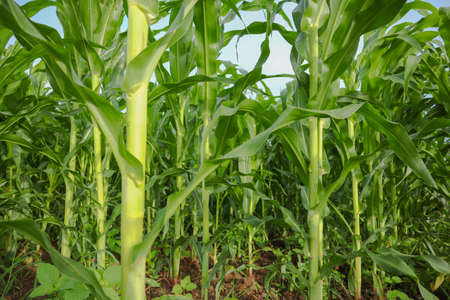 corn field in morning sunsetの写真素材