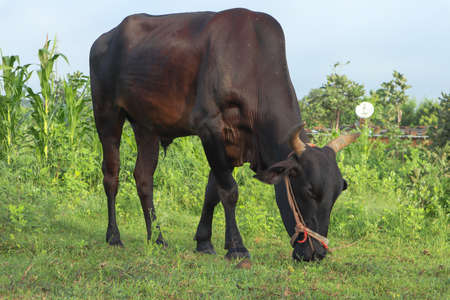 single black Bull eating grassの写真素材