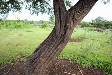 Biggest tree wood with amazing texture