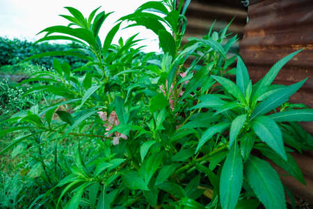 Green flower tree with flowersの写真素材