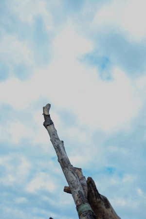 Single and old dead tree isolated on blue sky backgroundの写真素材