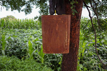 empty and rusty oil container hanged on treeの写真素材