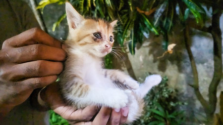 Cute little kitten in the hands of a man. Selective focus.の写真素材