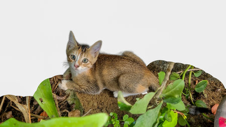 A light brown and white kitten lies on soil surrounded by lush greenery, gazing calmly at the...