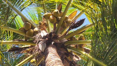 Upward view of a tropical coconut palm tree with ripe coconuts and sunlit fronds, captured from the...