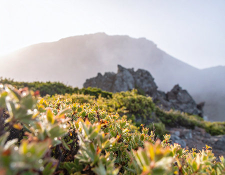Scenic mountain view with misty peak, rocky terrain, and vibrant green plants in warm morning light. Peaceful and atmospheric nature scene.の素材