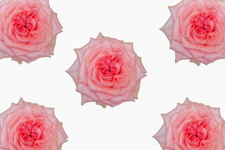 Five pink roses arranged symmetrically on a white background, showcasing vibrant petals and floral eleganceâideal for design or botanical themes.の写真素材