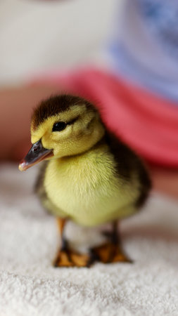 cute small duckling looking in the cameraの写真素材