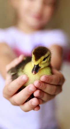 young girl holding a baby duck in handsの写真素材